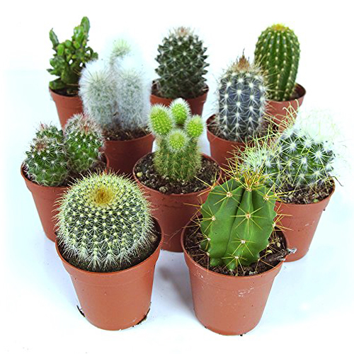 Кактус микс Шоудус (Cactus Mix Showdoos)