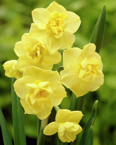 Нарцисс Poetaz Yellow Cheerfulness