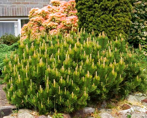 Сосна горная Пумилио (Pinus mugo Pumilio) 