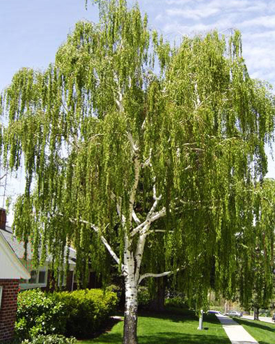Береза повислая (Betula pendula)