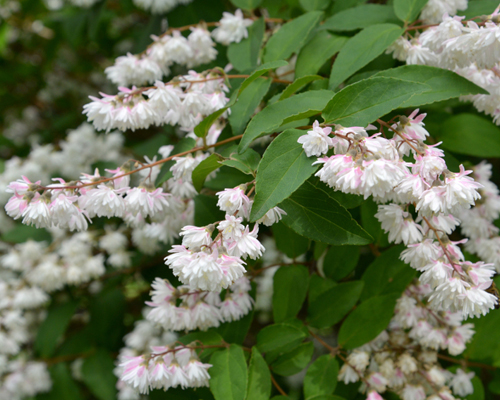 Дейция гибридная Пинк Пом-Пом (Deutzia hybrida Pink Pom-Pom)