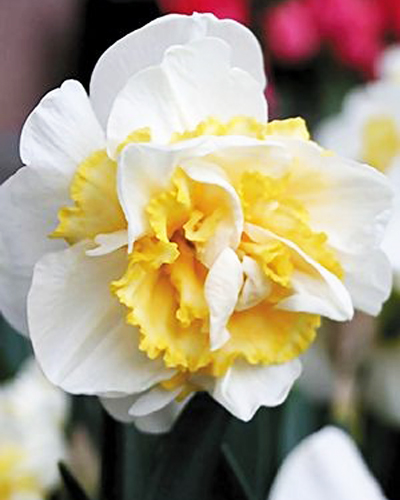 Нарцисс Double Westward