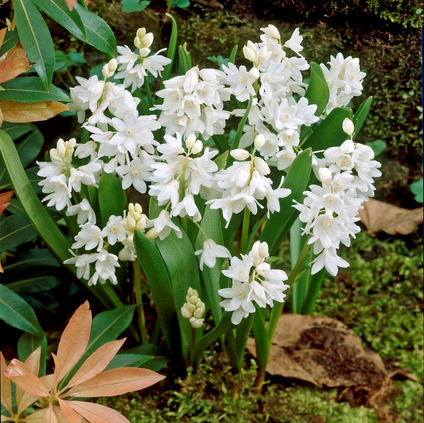 Пушкиния Alba