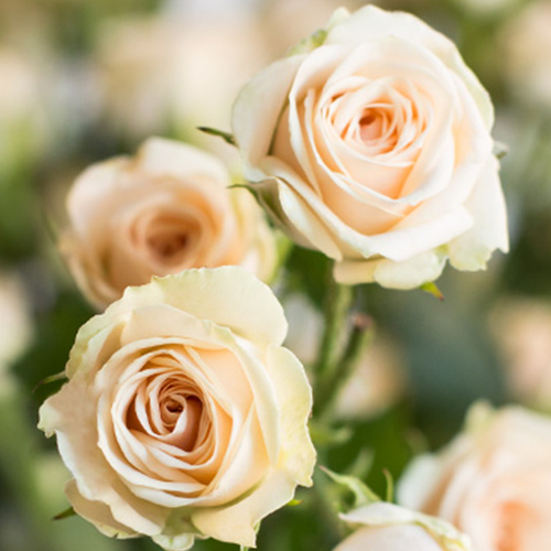 роза Лавли Йо-Йо роза Лавли Йо-Йо