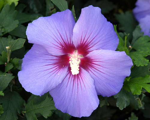 Гибискус сирийский Марина (Hibiscus syriacus Marina)