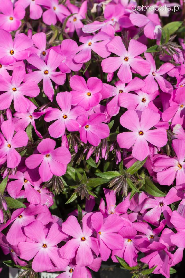 Phlox hybrida Paparazzi Britney