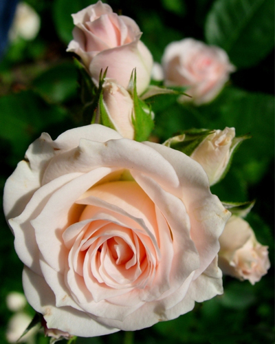 роза Лидия (Lydia) роза Лидия (Lydia)