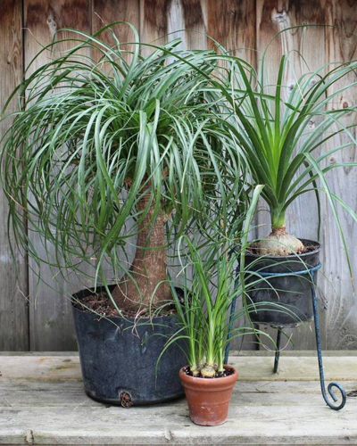 Бокарнея Рекурвата (нолина) (Beaucarnea recurvata)