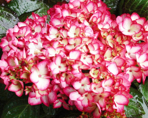 Гортензия крупнолистная Мираи (Hydrangea macrophylla Mirai) Гортензия крупнолистная Мираи (Hydrangea macrophylla Mirai)