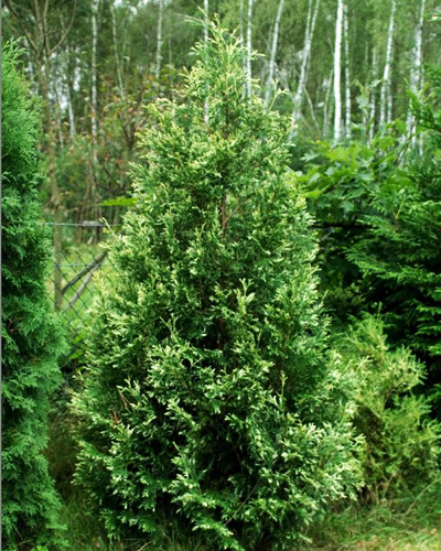 Туя западная Смарагд Вариегата (Thuja occidentalis Smaragd Variegata)