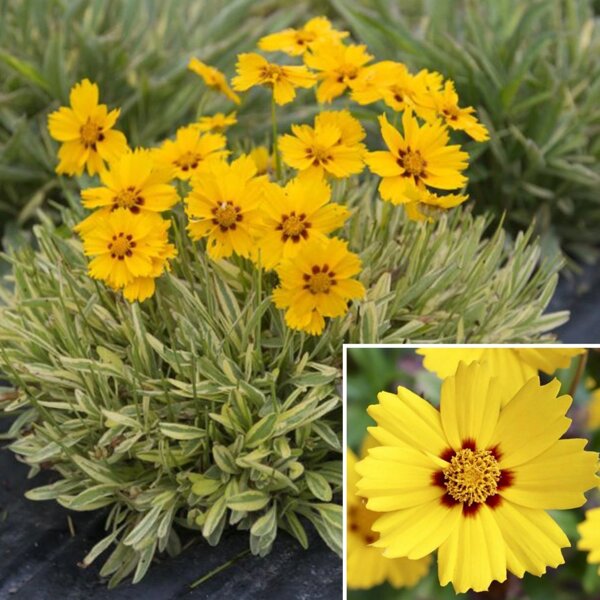 Кореопсис крупноцветковый Калипсо