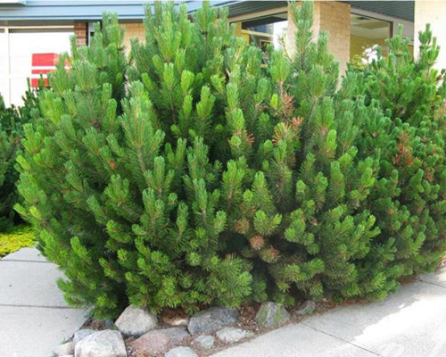 Сосна горная Мугус (Pinus mugo Mughus)