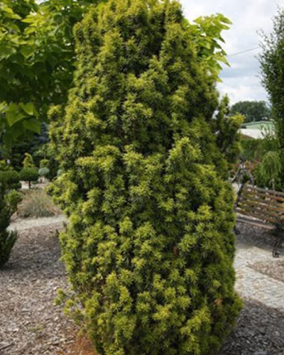 Тис средний Стефания (Taxus media Stefania)
