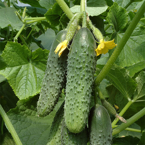 Огурец Щедрик