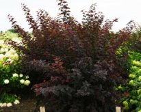 Пузыреплодник калинолистный Андре (Physocarpus opulifolius Andre)