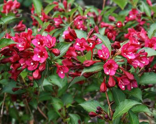 Вейгела цветущая Ньюпорт Ред (Weigela florida Newport Red)