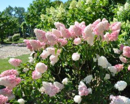 Гортензия метельчатая Пинк Леди (Hydrangea paniculata Pink Lady)