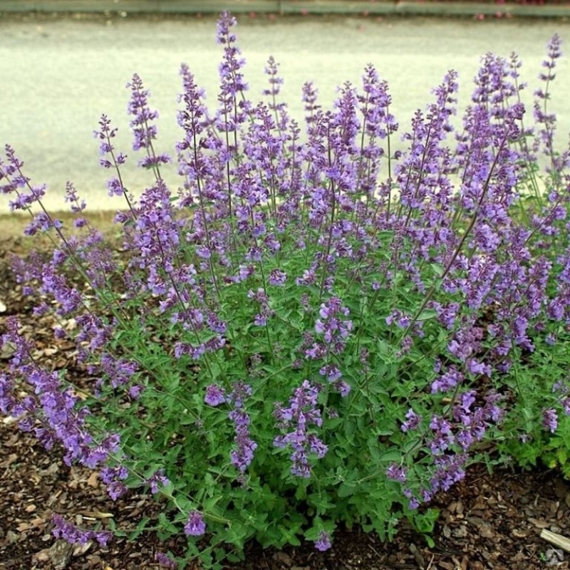 Котовник фассена Кит Кэт