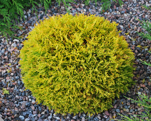 Туя западная Даника Ауреа (Thuja occidentalis Danica Aurea)