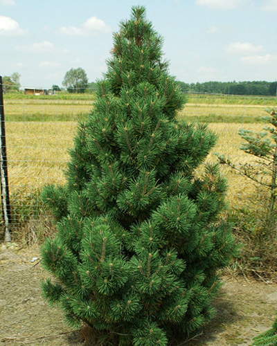 Сосна горная Колумбо / Колумнарис (Pinus mugo Columbo / Columnaris)