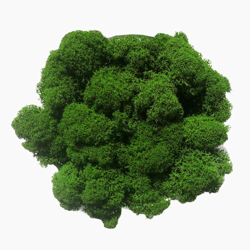 ягель дарк