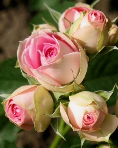 роза Мими Эден (Mimi Eden) роза Мими Эден (Mimi Eden)