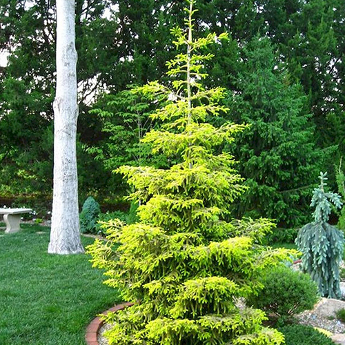 Ель восточная Скайлендс (Picea orientalis Skylands)