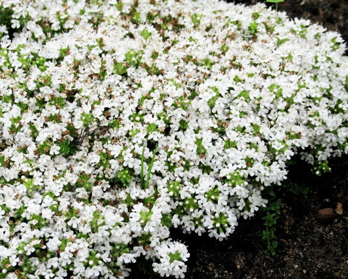 Иссоп лекарственный Никитский Белый