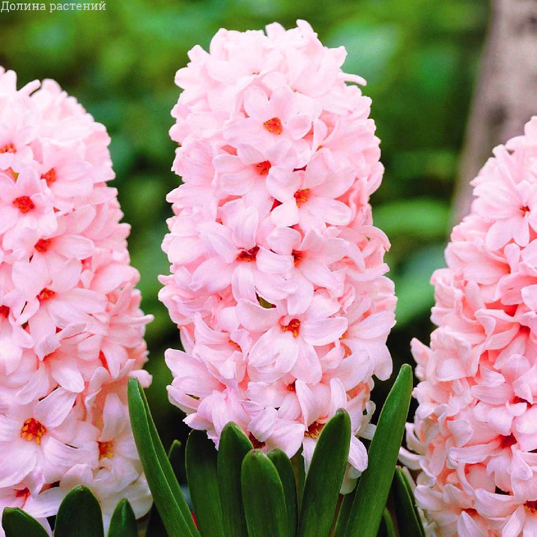 Гиацинт China Pink