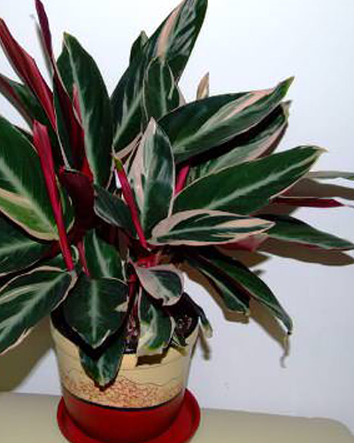 Строманта сангвинея Мэджик Стар (Stromanthe Magic Star)