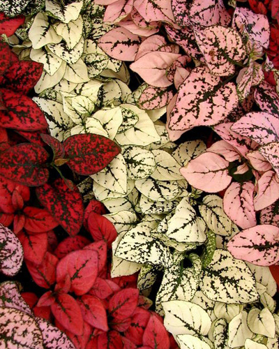 Гипоэстес микс (Hypoestes)