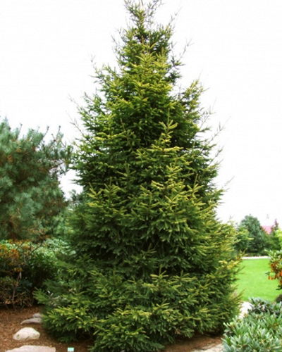 Ель обыкновенная Конка (Picea abies Konca)