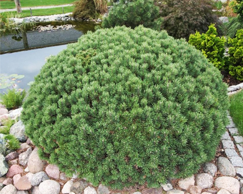 Сосна горная Мини Мопс (Pinus mugo Mini Mops)