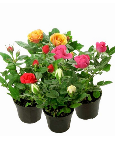 Роза Кордана микс (Rose Kordana)