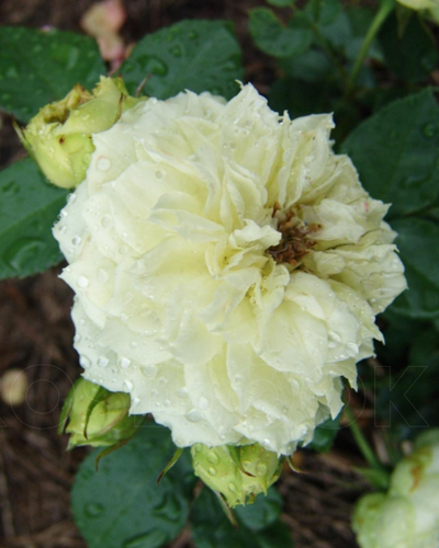 роза Бланшетт (Blanchette)