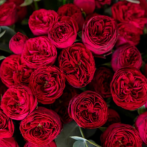 роза Марун (Maroon) роза Марун (Maroon)