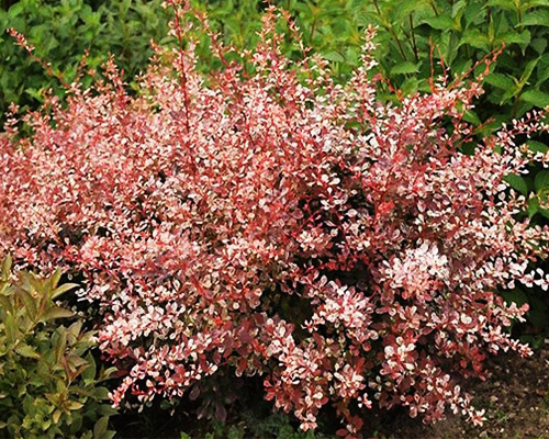 Барбарис тунберга Роуз Глоу (Berberis thunbergii Rose Glow)