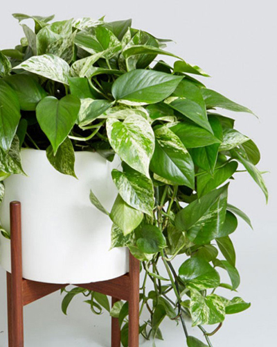 Сциндапсус золотистый (Scindapsus aureus)