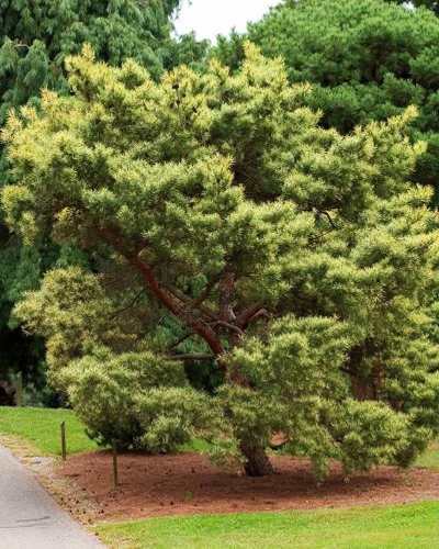 Сосна густоцветная (Pinus densiflora)