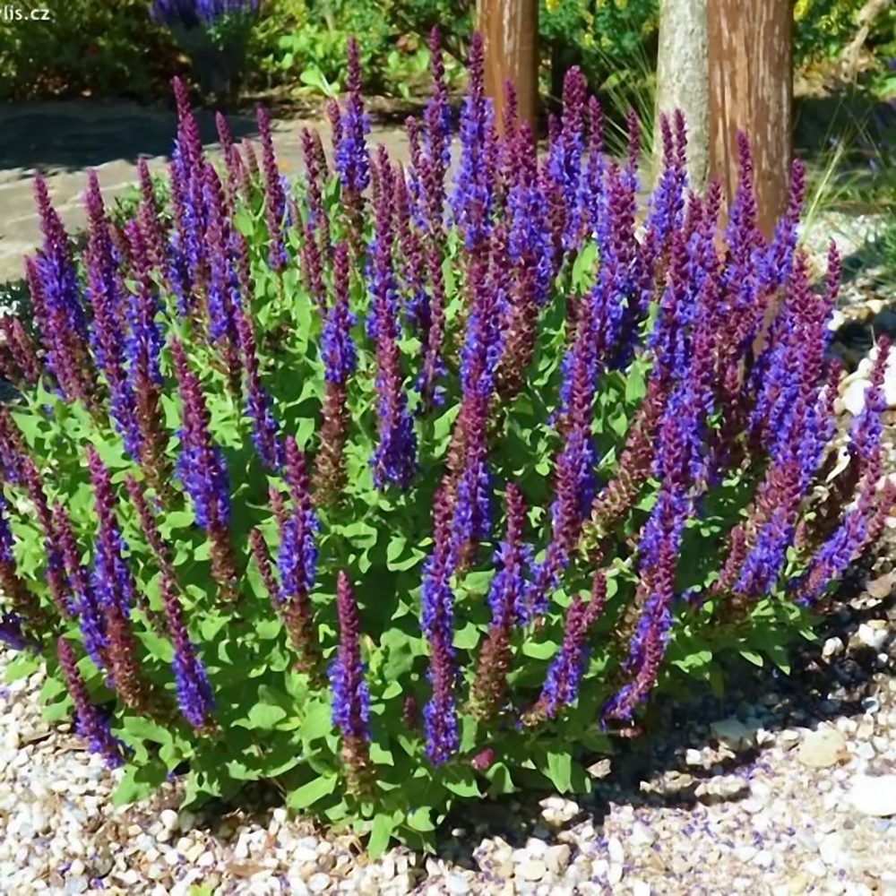 Шалфей дубравный Сальваторе Блю