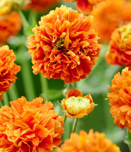 Geum Orange Pumpkin
