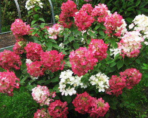 Гортензия метельчатая Пинк Даймонд (Hydrangea paniculata Pink Diamond) Гортензия метельчатая Пинк Даймонд (Hydrangea paniculata Pink Diamond)