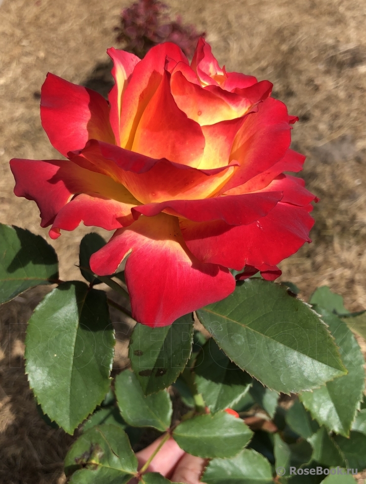 роза Антигуа