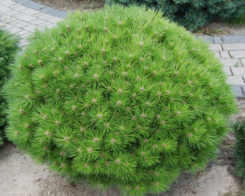 Сосна черная Бамбино (Pinus nigra Bambino)