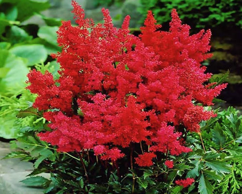 Астильба Арендса Спартан (Astilbe arendsii Spartan) Астильба Арендса Спартан (Astilbe arendsii Spartan)