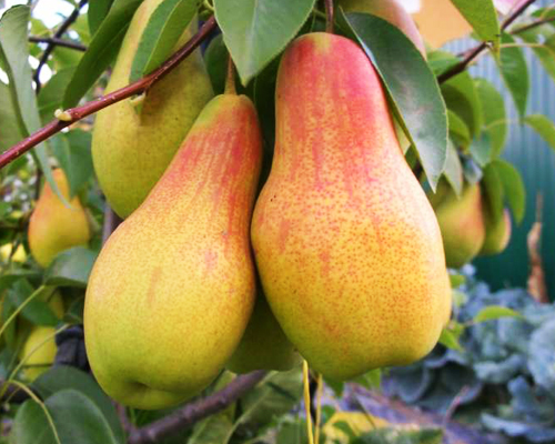 Груша Талгарская Красавица