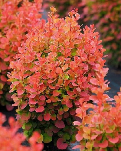 Барбарис тунберга Флоренс (Berberis thunbergii Florence)