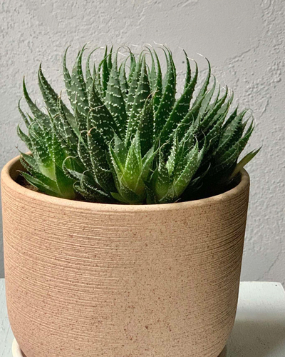 Алоэ остистое (Aloe аristata)