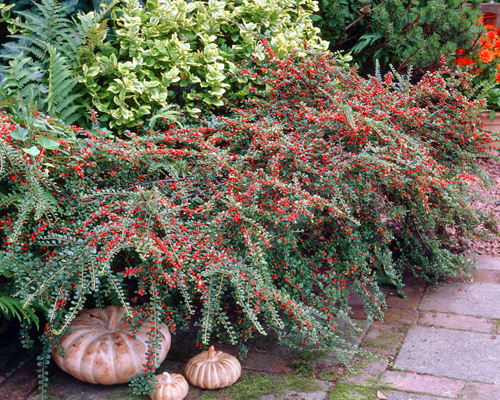 Кизильник горизонтальный (Cotoneaster horizontalis)