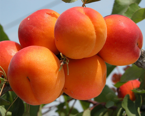 Абрикос Цунами
